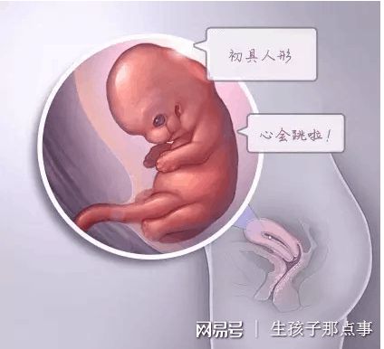 国内借卵借卵代孕网
